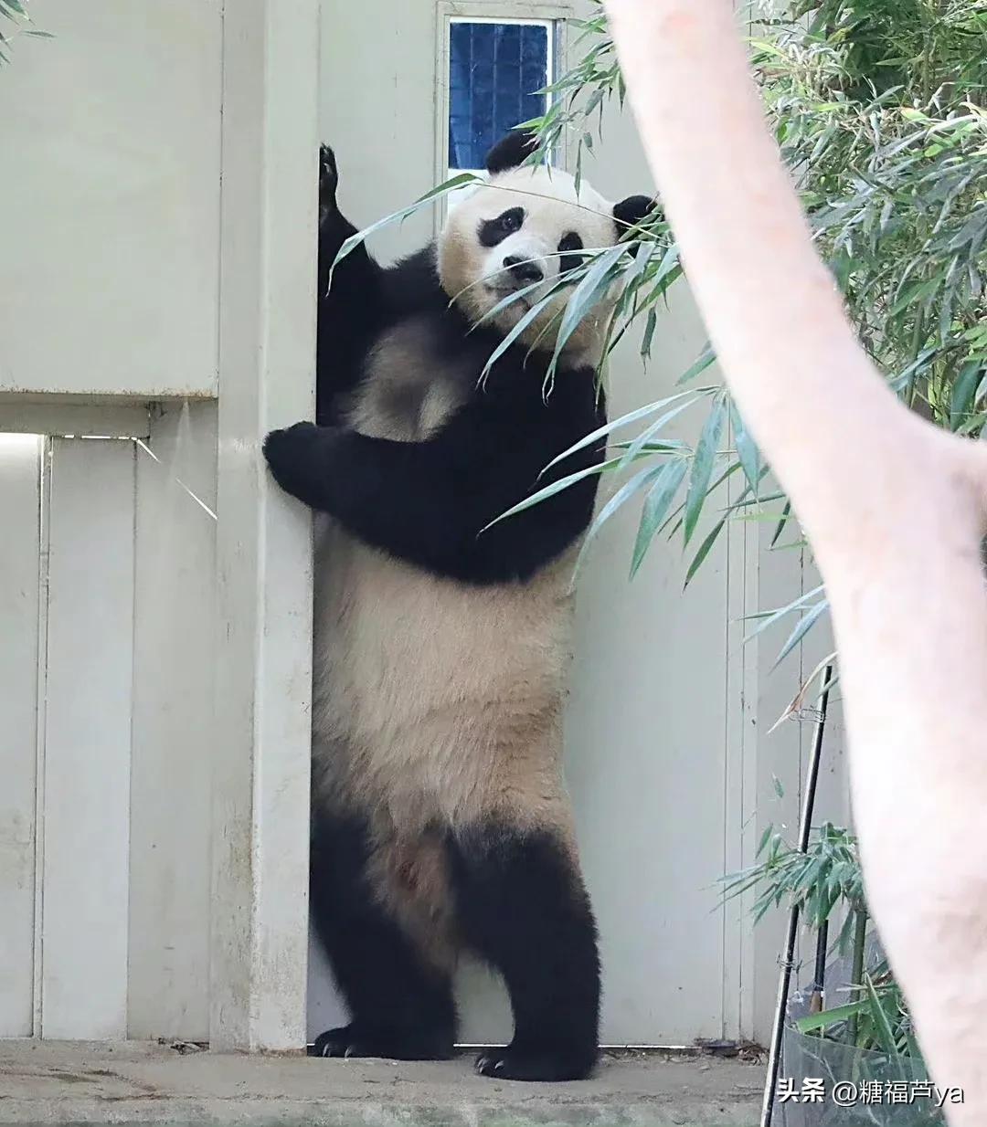 那些证明福宝是人的证据——毛皮大衣下是个小人精