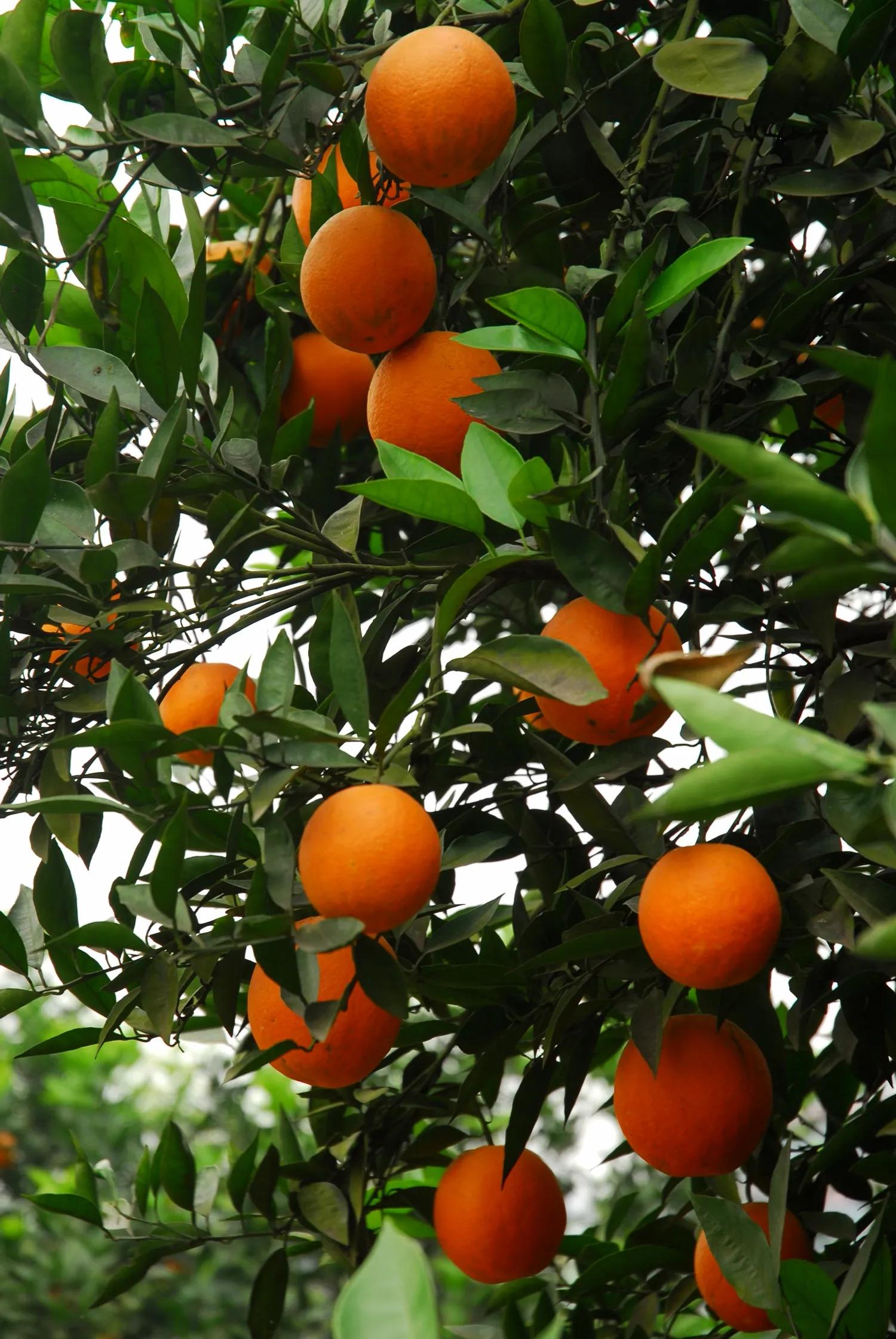 江津艾坪山公园,天河区爱情山