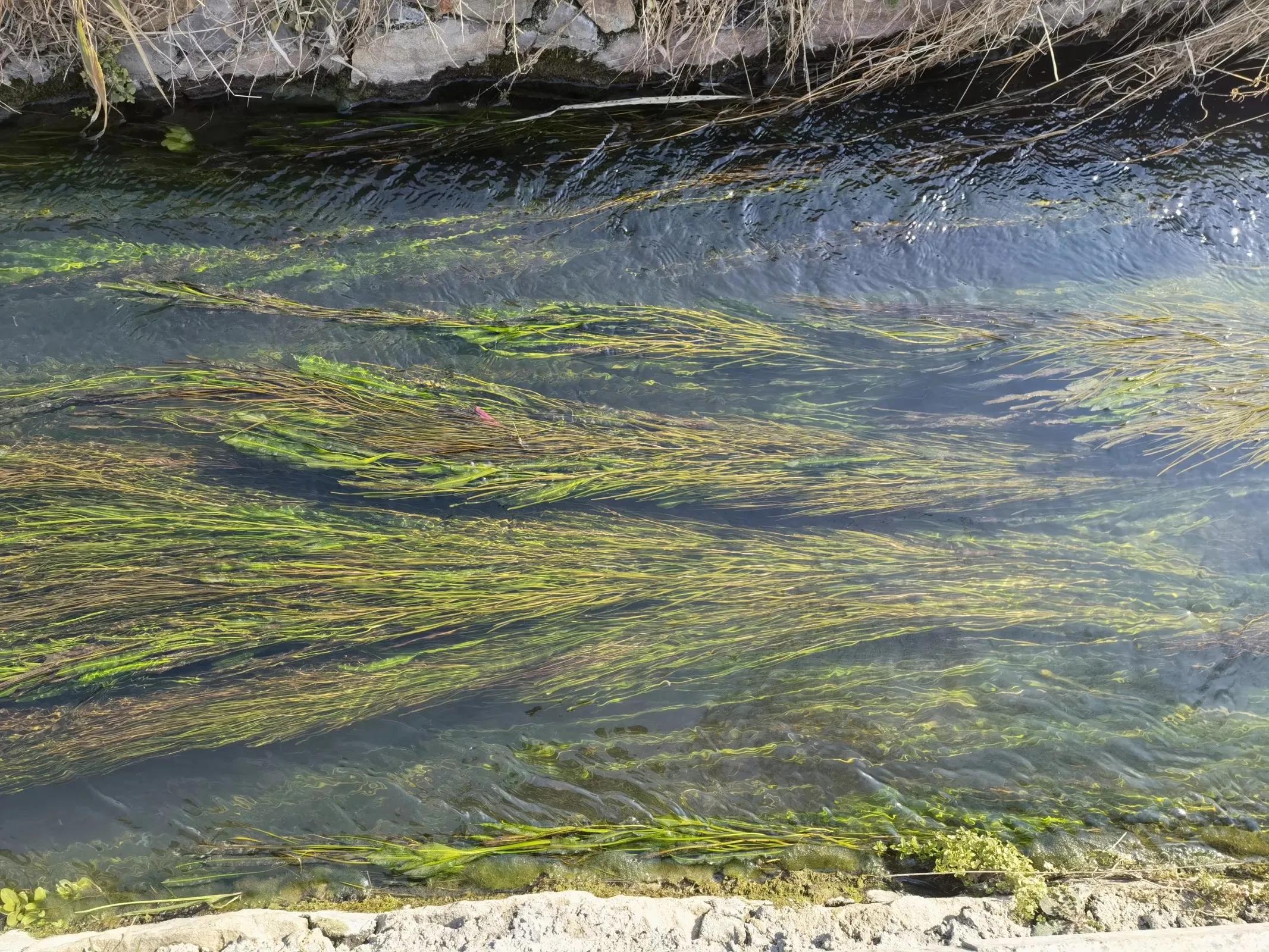 老家的香椿树的味道,老家的香椿树歌曲