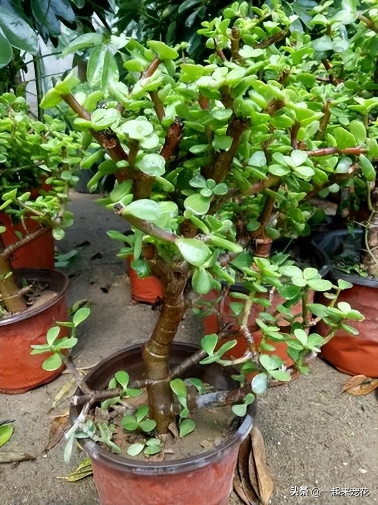 夏季花的修剪方法,哪些花春季修剪好养