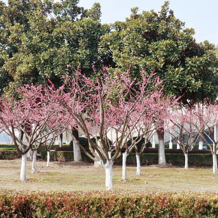 花海遇知音的下一句,花海遇知音汉阳喊你来赏花