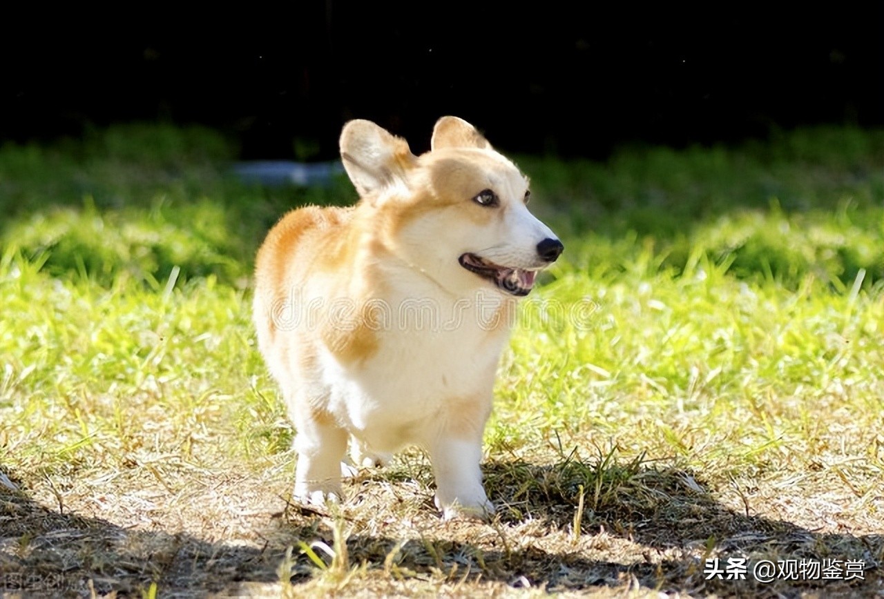 给狗狗立耳怎么立的,有什么办法可以帮助狗狗立耳