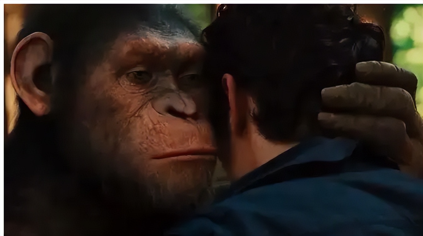 猩球崛起是哪种类型的猩猩,猩球崛起分别是哪种猩猩