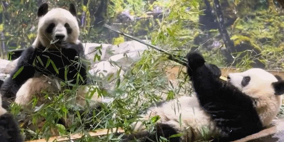 大熊猫香香回国香香出生,大熊猫香香回国后首次露面