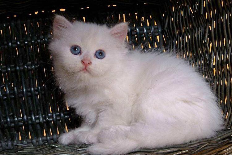 英短蓝猫放屁很臭,波斯猫便便臭怎么解决的