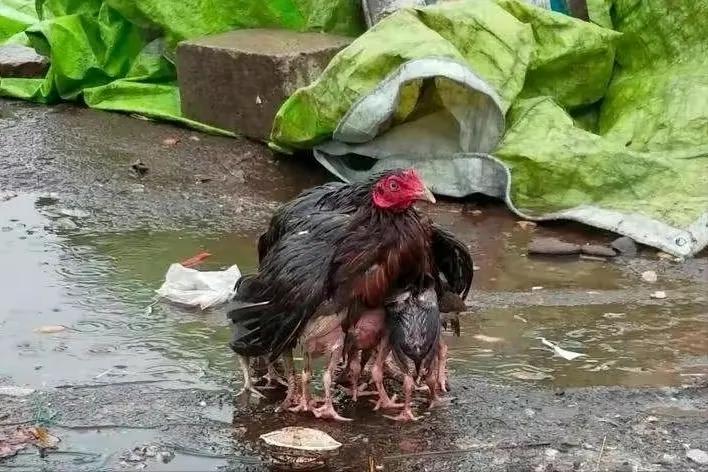 鸟在窝里为什么不会被雨淋到,下雨了鸟为什么不飞