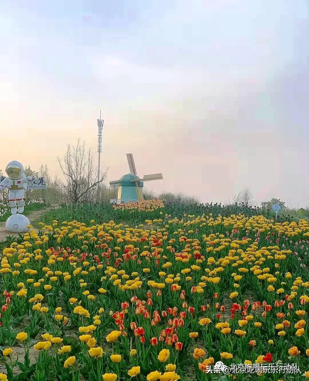 北京最美郁金香,北京最美花海长城