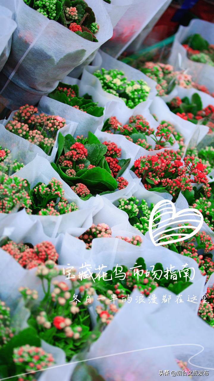 烟台祥和花鸟市场,烟台花鸟市场