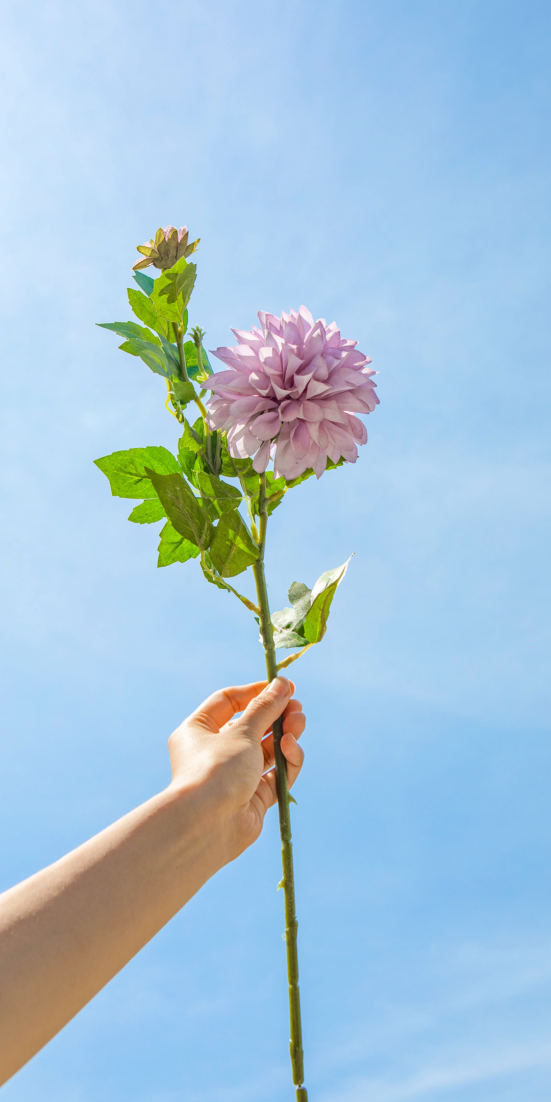 手机型号壁纸图片,169手机壁纸尺寸