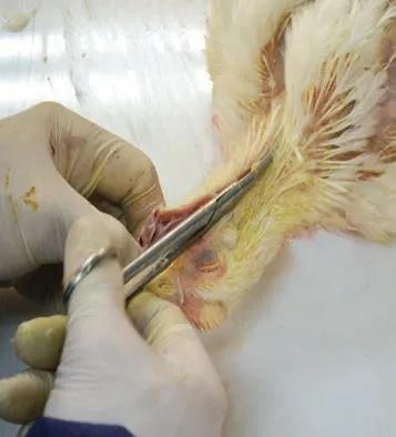 肉鸡解剖及病变特点,肉鸡解剖教学