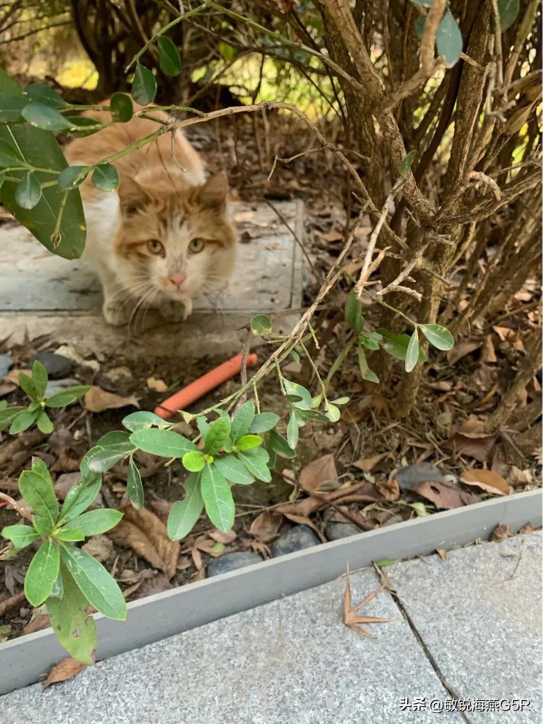 经常喂的流浪猫把人咬伤了,用负责吗?