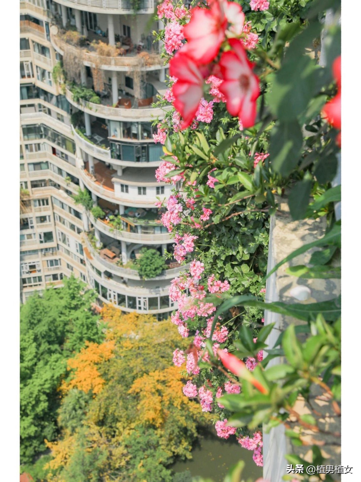 成都100万内的空中花园,成都100万的空中花园