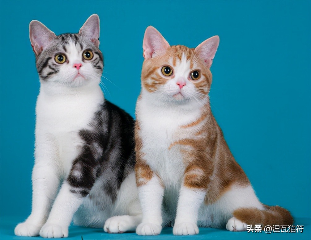 美短棕虎斑成年猫多少钱,美短虎斑猫有白毛领