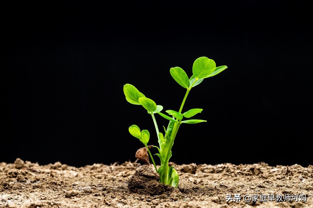 春天长高季别让孩子错过这道菜,春季做什么吃的有助于孩子长高