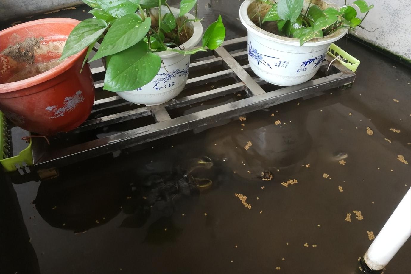 教你自己制作养龟池,自制龟池永久水循环