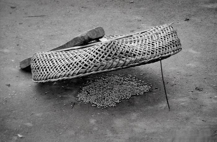 知青吃的故事——团鱼与断手、麻雀与大火