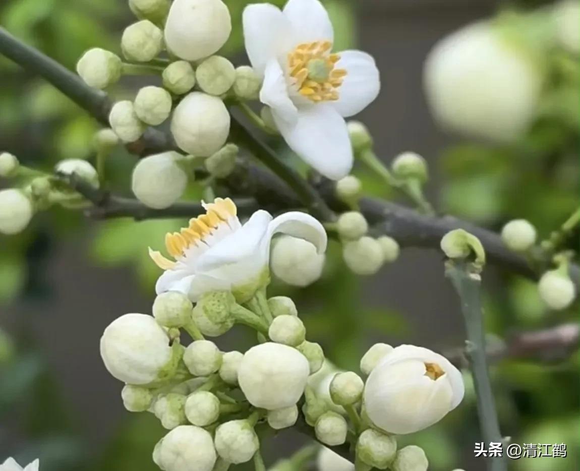 人称“蜂花醇”，有“9大增产用途”，对照使用，可提质增效