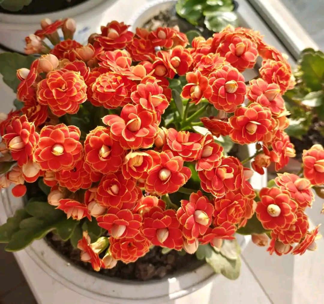 6种年宵花现在买最省钱,年宵花怎么养才旺财