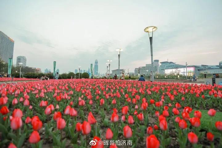 济南的春天来了吗,济南春天来了