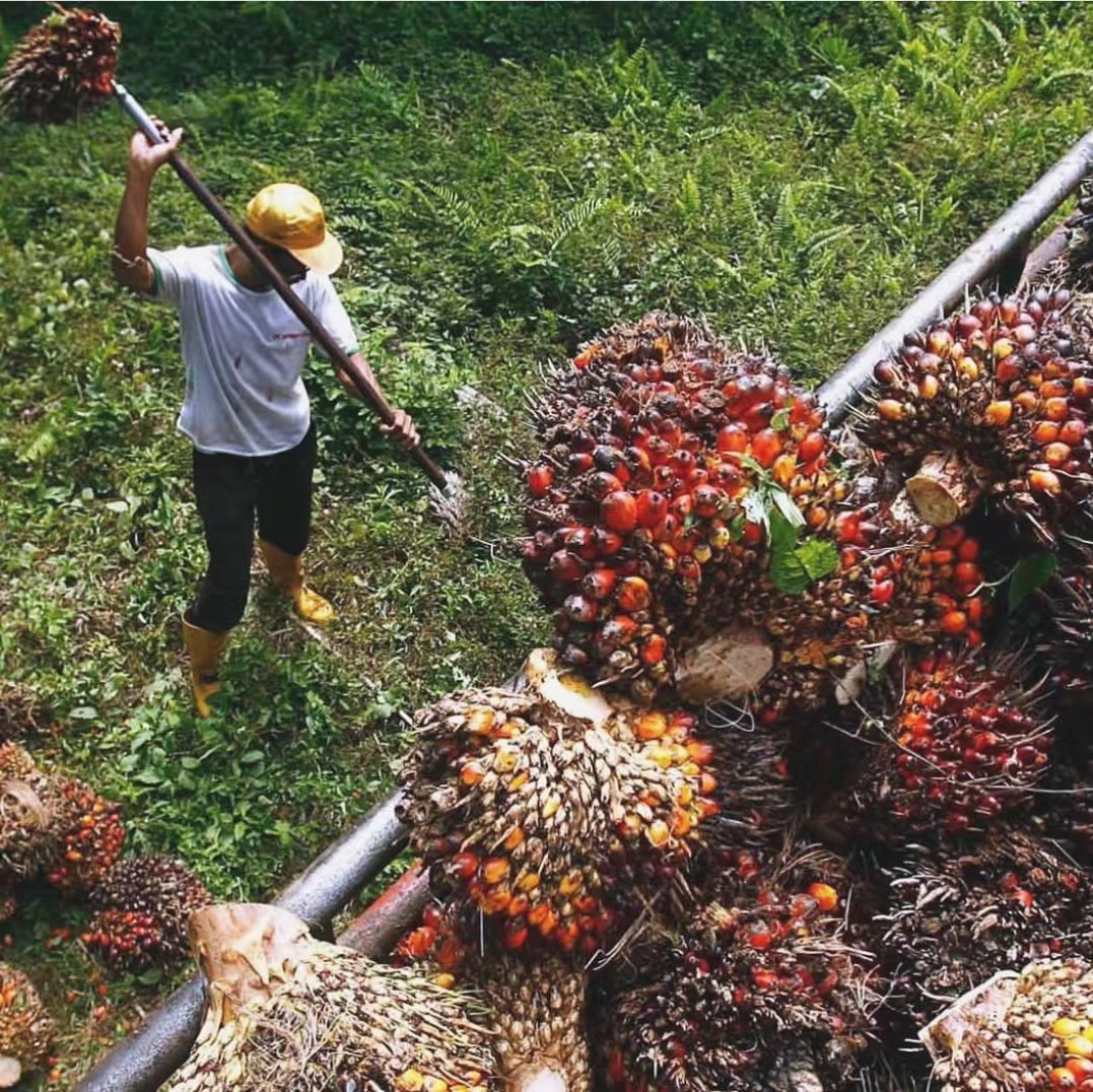 中国有一种野果子可做食物油,怎么用果子做食用油