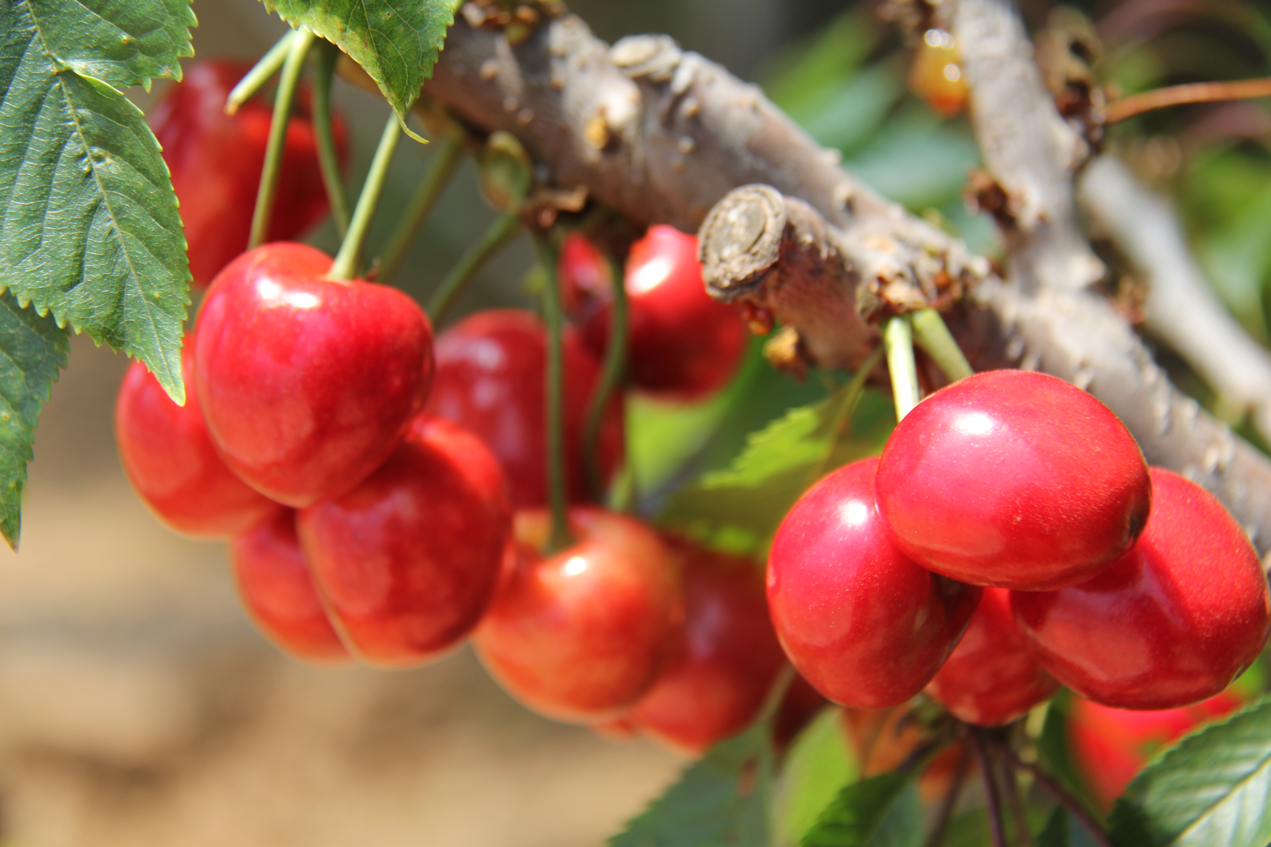 栖霞市庙后佳红樱桃苗,山东烟台庙后大樱桃产业基地