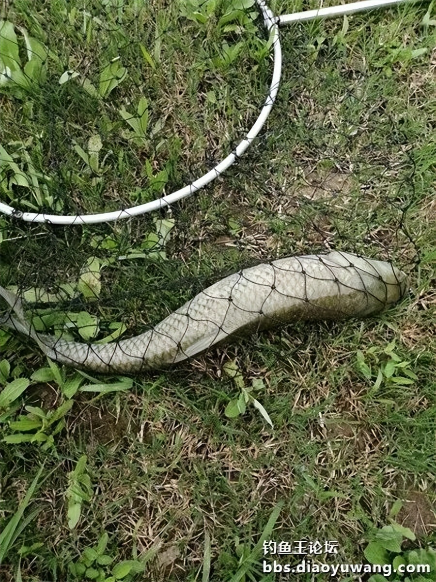 崇明北横引河水深,北横引河能钓鱼吗