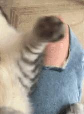 当猫猫被蜜蜂蛰了一下后,当蜜蜂蛰到狗头