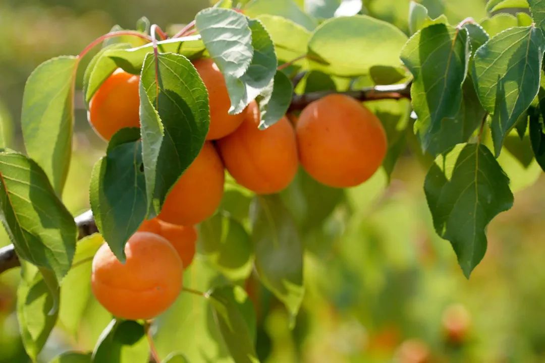 诗词选编——杏子28首