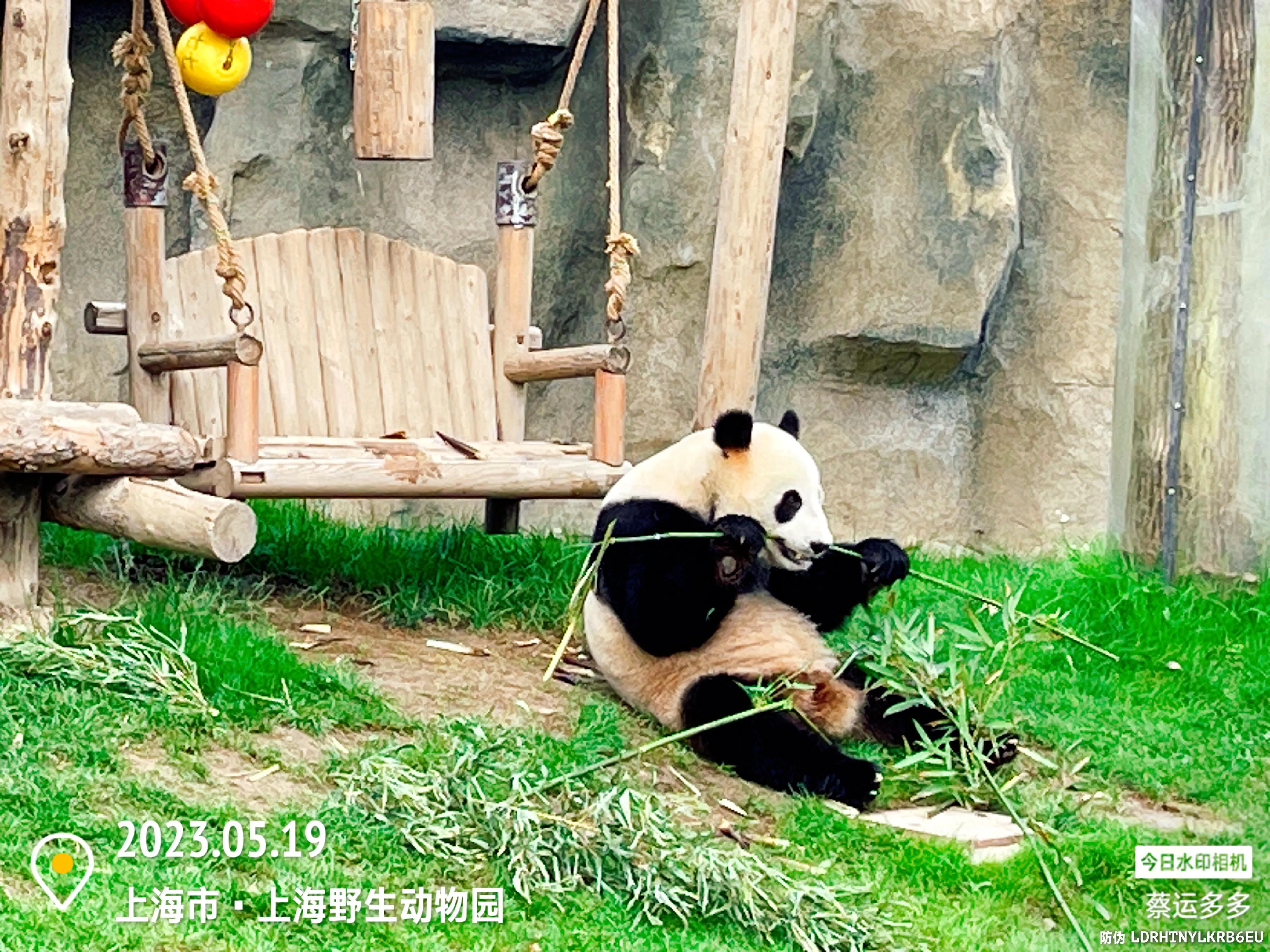 我喜爱的动物是小猫,什么动物招人喜爱