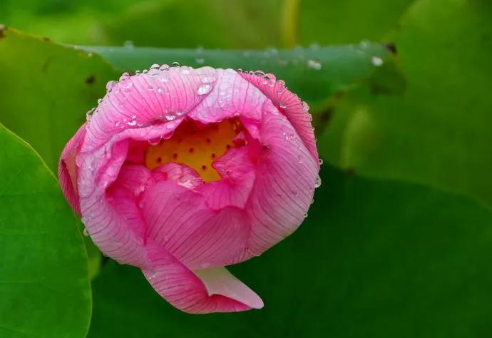 一花一世界一念一佳人的图片,一花一世界一叶一春秋图片