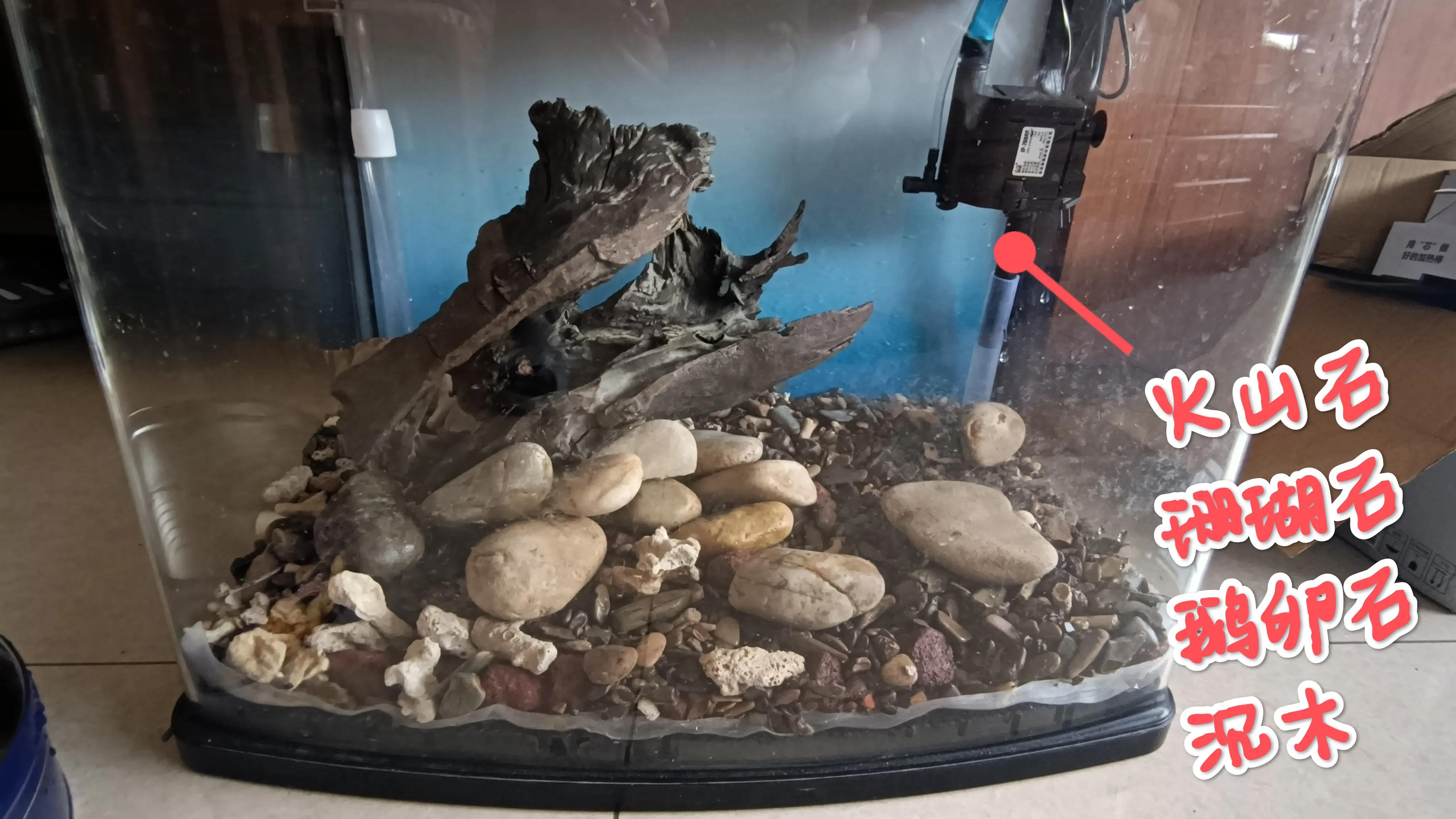 闽江溪流鱼缸,溪流缸自制鱼缸全部过程