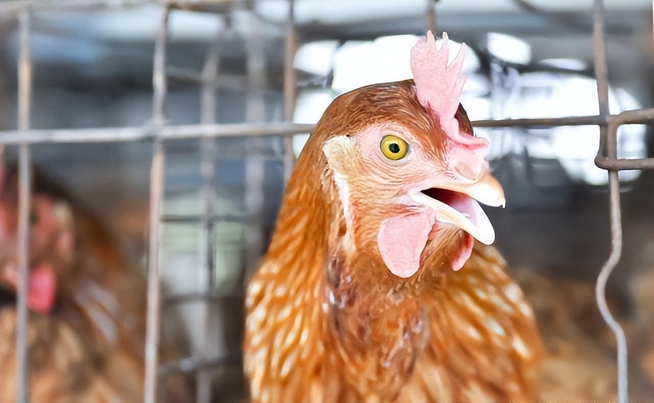 禽医娜娜聊鸡鸭鹅精神不好，闭眼睛，张嘴呼吸，3至5天见效；