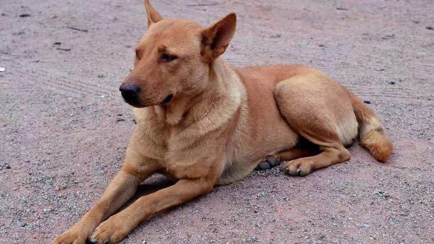 哪种狗不掉毛无体臭,公认最温顺的7种狗根本没脾气