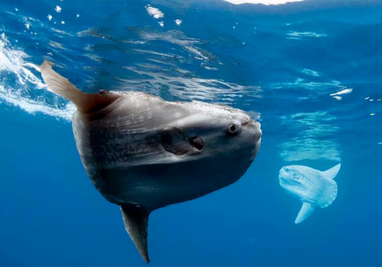 电鳗放电为何不会电到自己,电鳗为什么会放电会电到自己吗