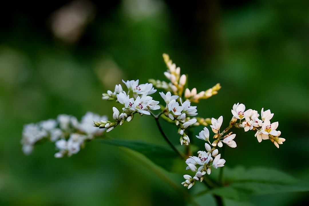 神农本草经金荞麦,神农清热排毒方