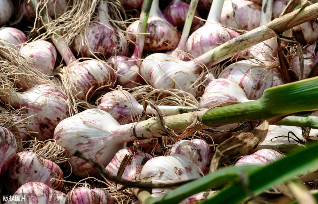 老蒜农说起蒜后等个两三天修剪,还可增产5%左右,有道理吗?