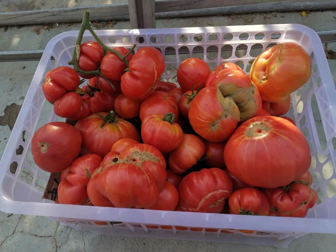 西红柿最近新消息,西红柿皮特别硬咋回事