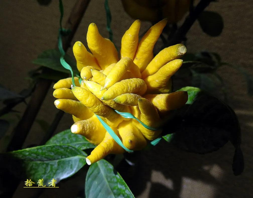 世界各国最漂亮的佛手植物图片,佛手是观花植物吗图片