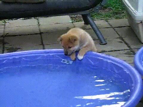 狗狗健康喂食的方法,养狗攻略学会这几招让狗狗更健康