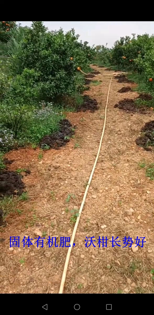 廖老板创业,廖老板养鸡