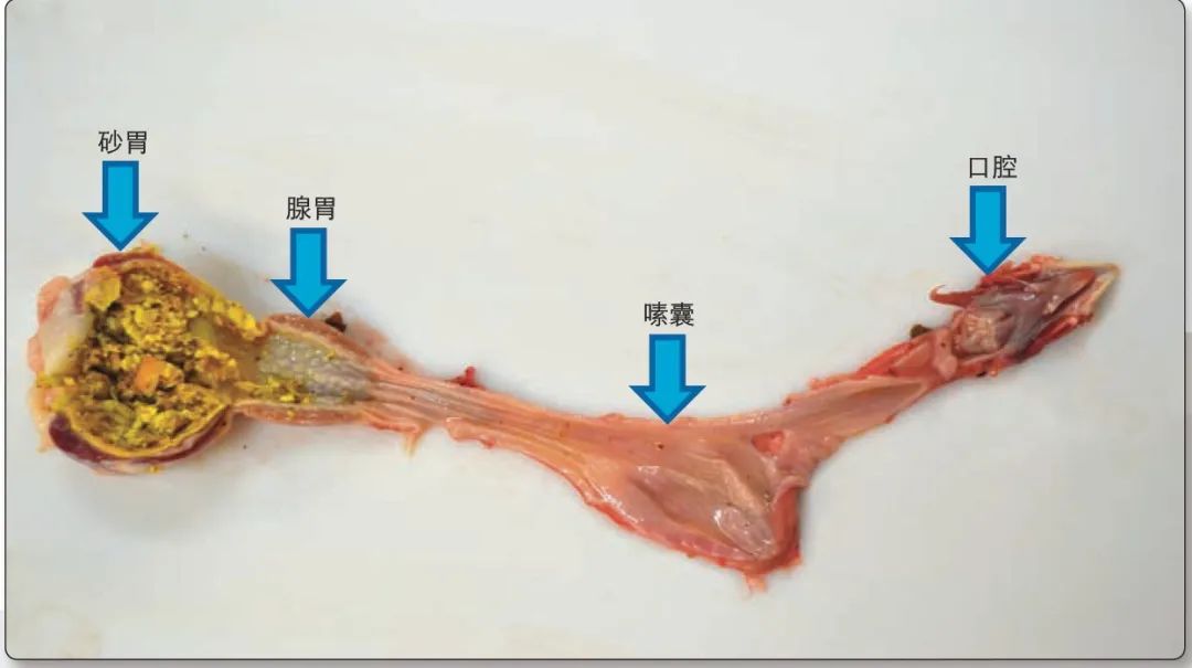 肉鸡解剖及病变特点,肉鸡解剖教学