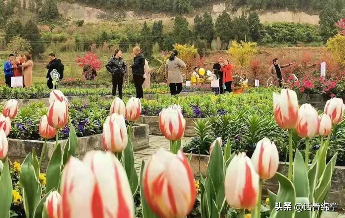 盐亭县乡村振兴成效,盐亭打造美丽乡村