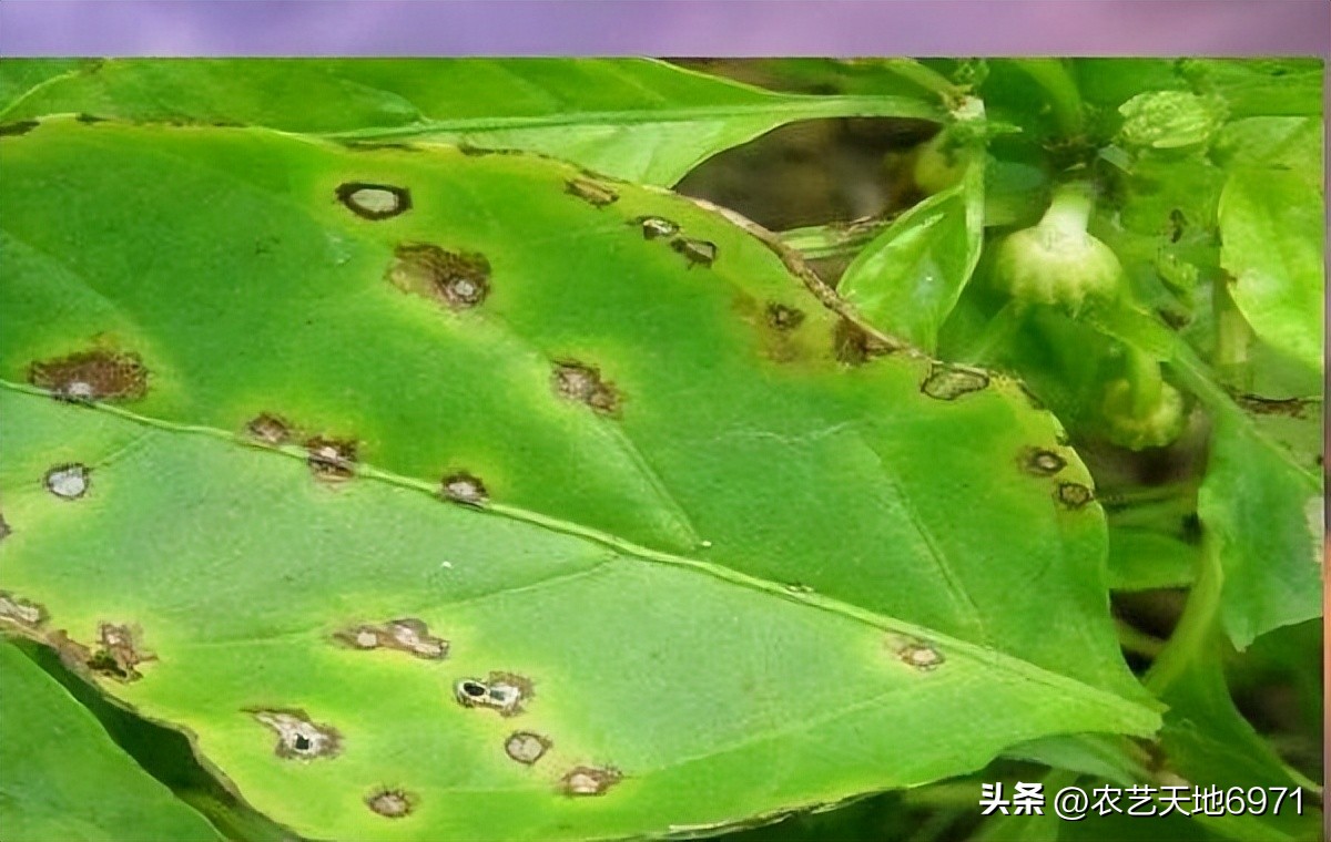 辣椒叶面出现发黄斑点是什么原因,辣椒黄叶卷叶生斑点怎么防治