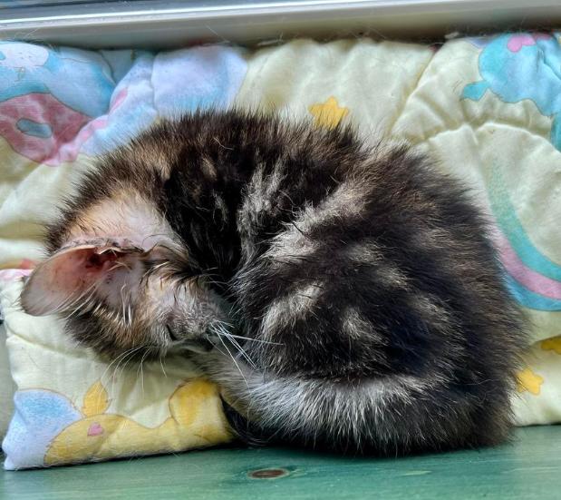 奶猫腹部稍硬就是要排便,奶猫体检