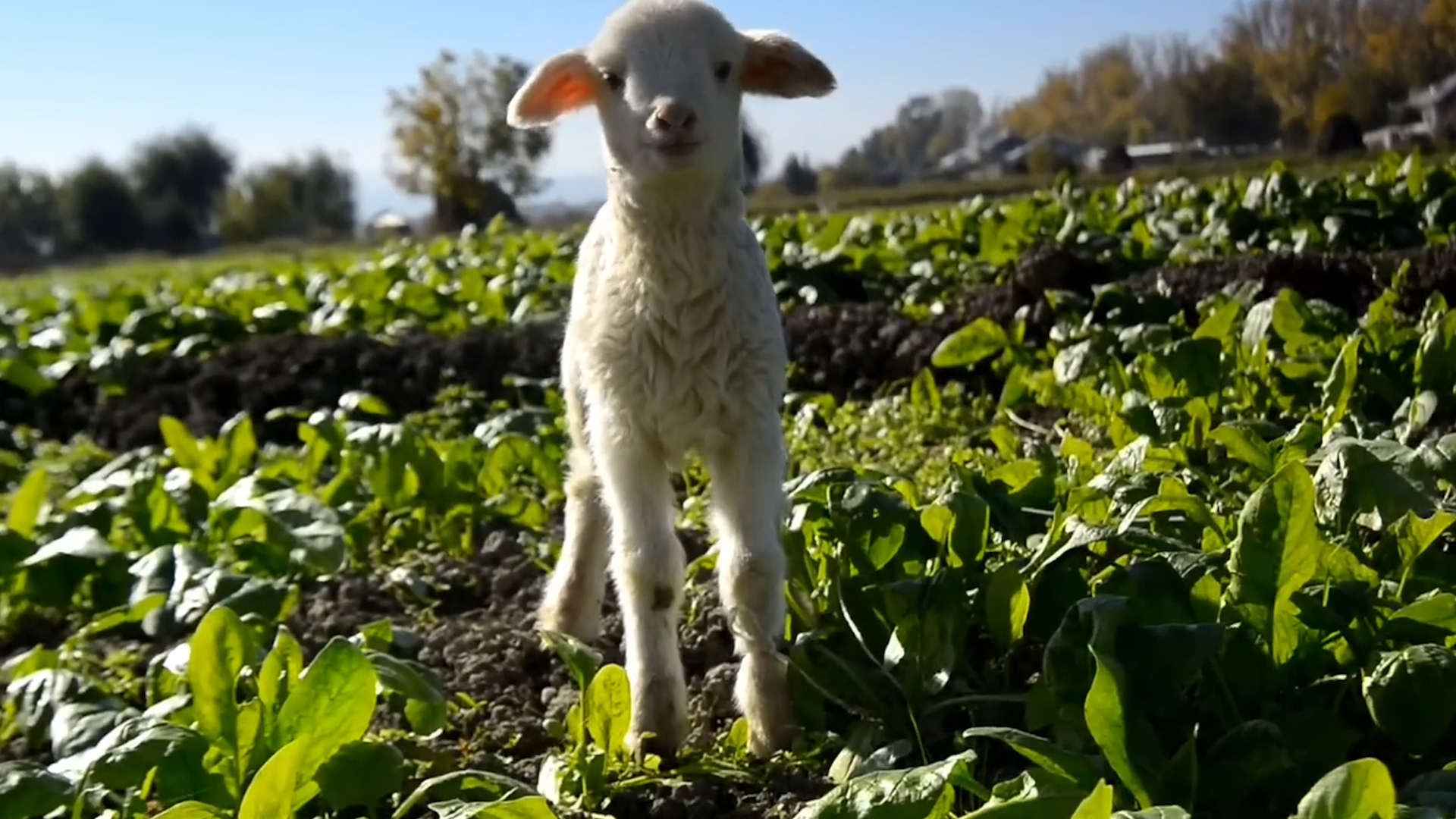 乡村养殖什么最可靠最赚钱,养殖什么经营模式最赚钱