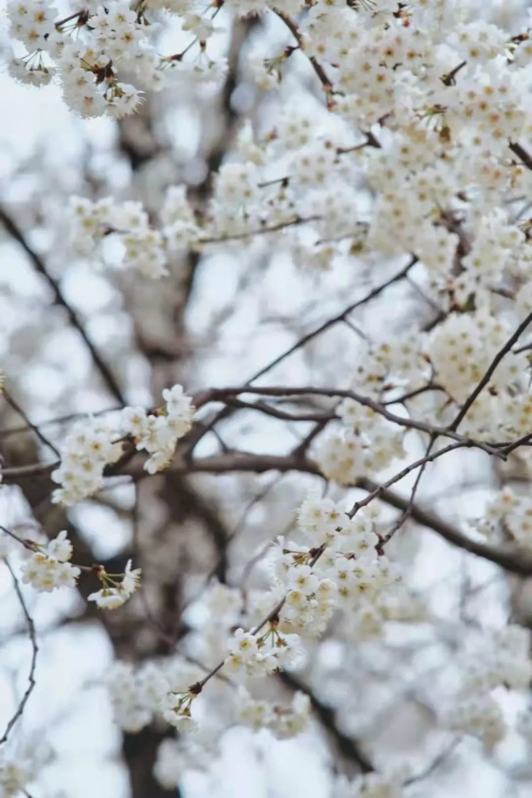 成都周边赏花烧烤一日游推荐免费,成都赏樱花露营