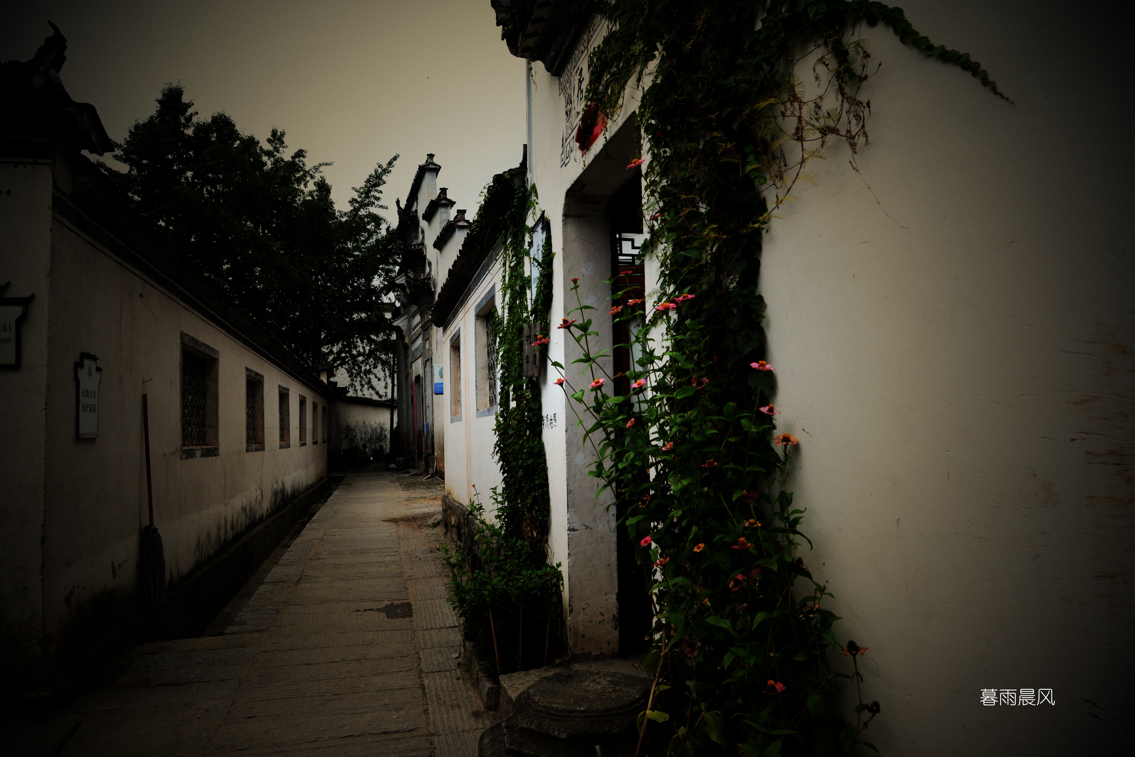 2014年黄山游,2014黄山银毫