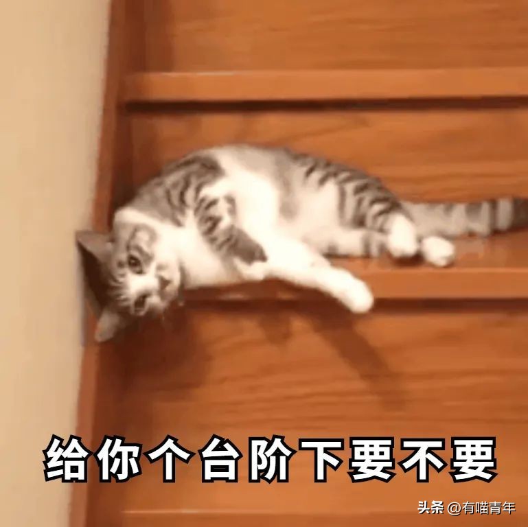 和猫睡觉总是半夜被吵醒,跟猫睡为什么会做噩梦