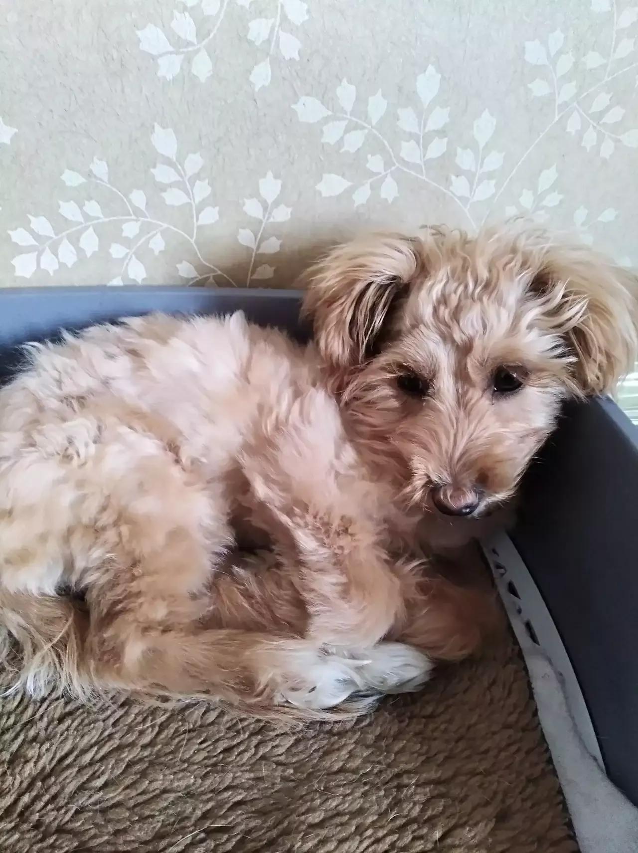 狗狗怎样会感染细小病毒,狗狗感染细小还能睡着吗