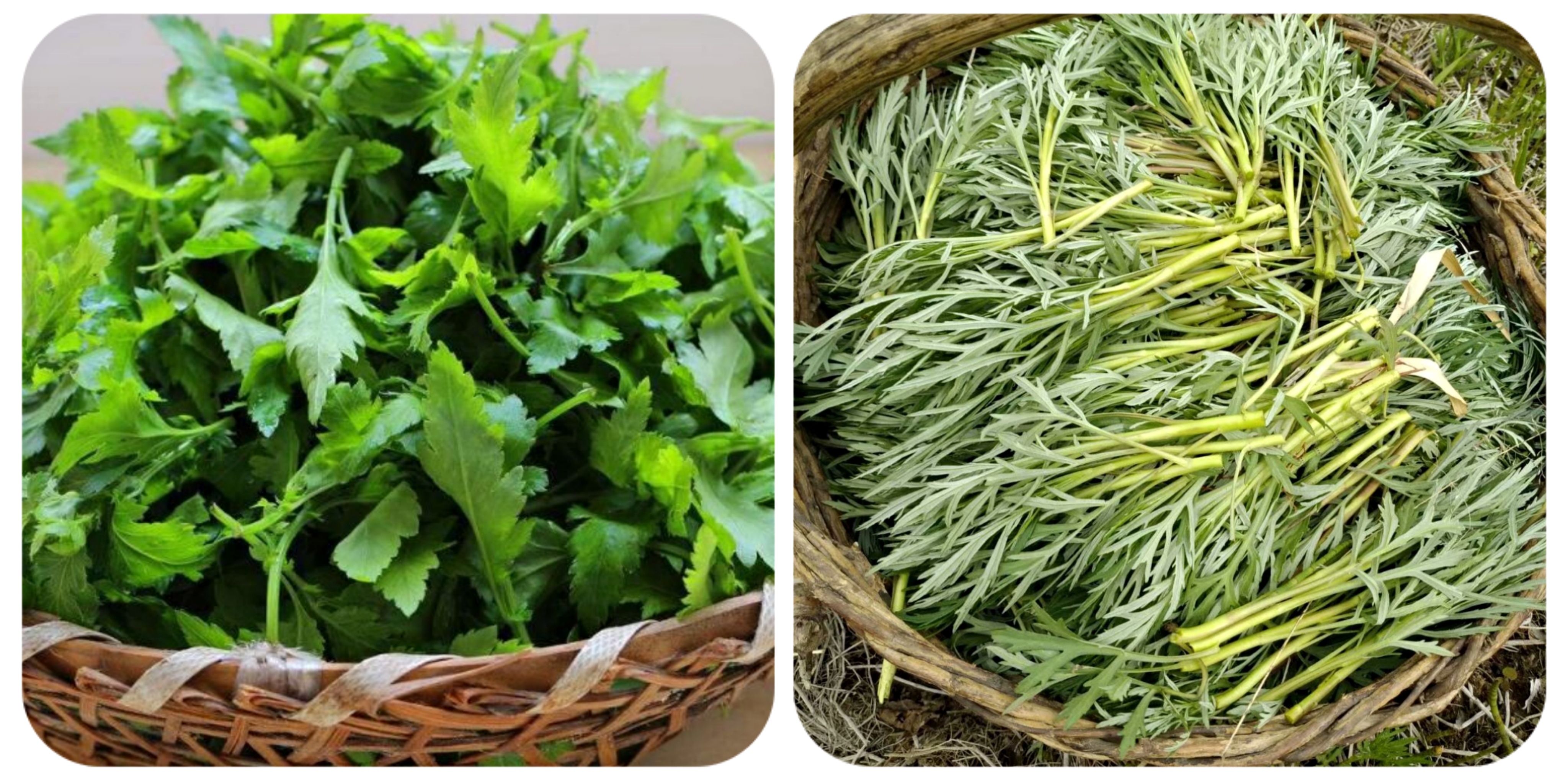 100种野菜大全图解,认识100种野菜视频大全完整版